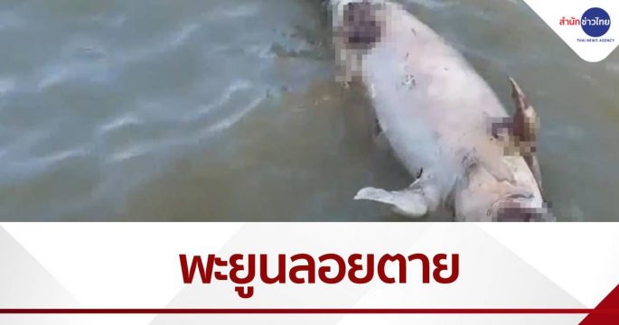 พะยูนลอยตายไส้ทะลัก กลางทะเลเกาะลันตา