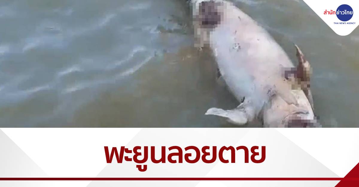 พะยูนลอยตายไส้ทะลัก กลางทะเลเกาะลันตา