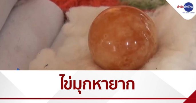 ไข่มุกส้ม หายาก 353 กะรัต ขอซื้อ 5 ล้าน ไม่ขาย