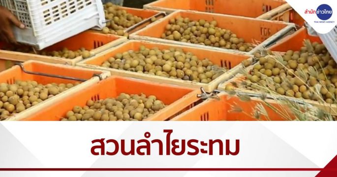 ชาวสวนลำไยระทม ถูกล้งทิ้ง