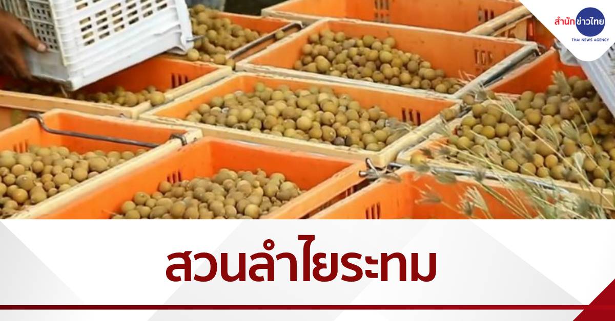 ชาวสวนลำไยระทม ถูกล้งทิ้ง