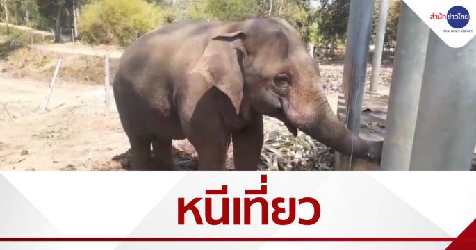 หนีเที่ยว เดี๋ยวกลับเอง