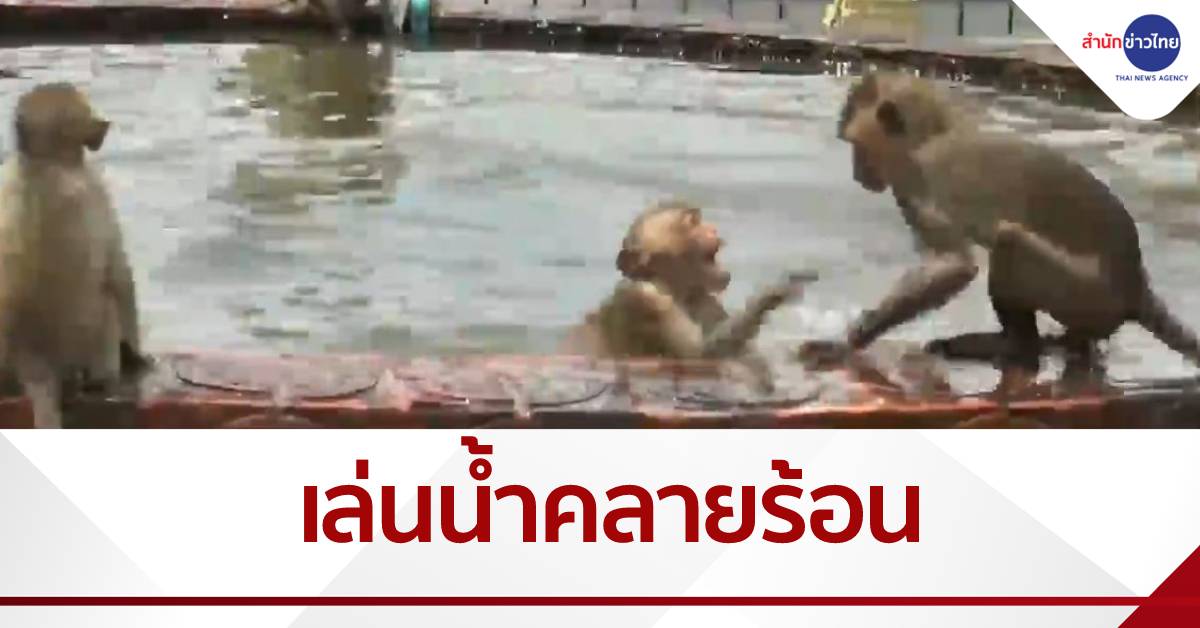 ลิงลพบุรีเล่นน้ำคลายร้อน