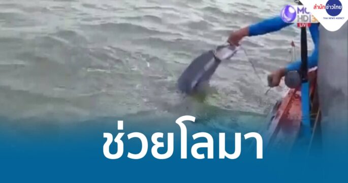 ช่วยโลมา