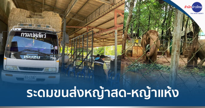 หญ้าอาหาร​สัตว์​พระราชทาน