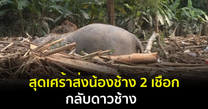ช้างแม่แตง