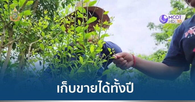 ปลูกผักหวานป่า
