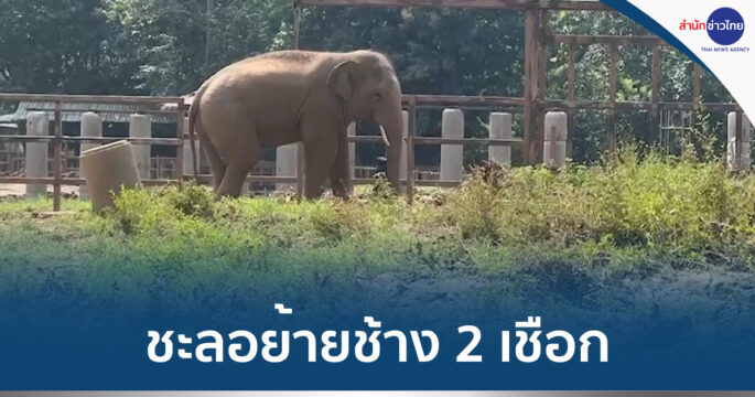 ดราม่าย้ายช้าง
