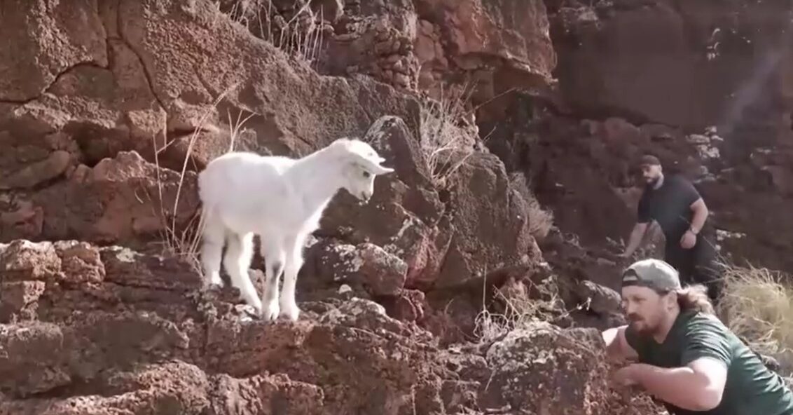 Baby goat stranded on cliff for days rescued