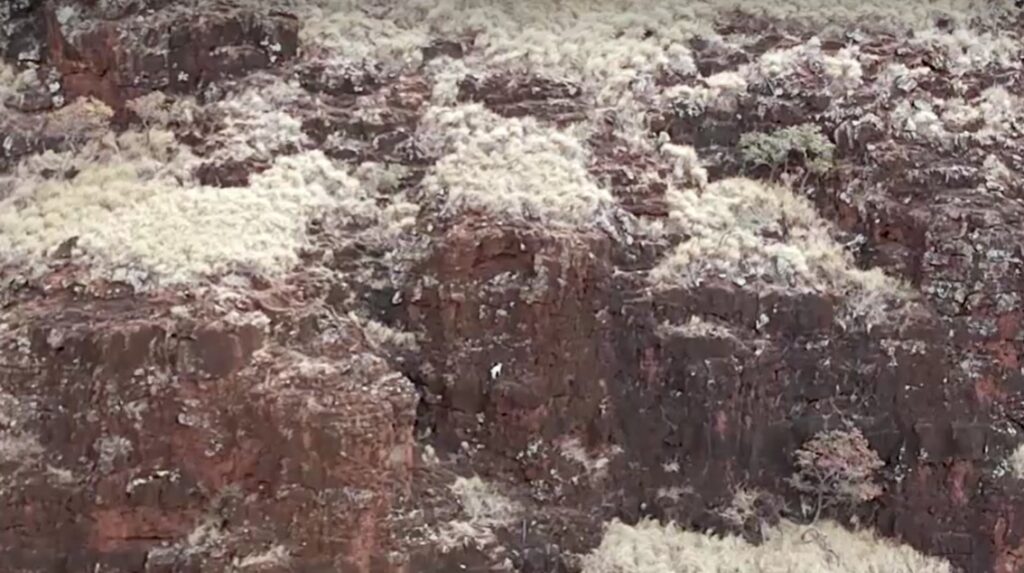 Baby goat stranded on cliff for days rescued