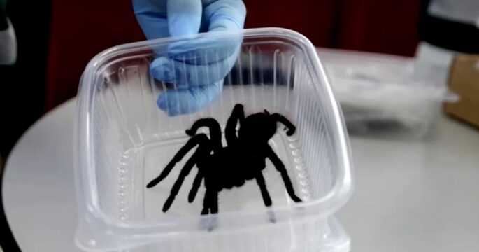 tarantula