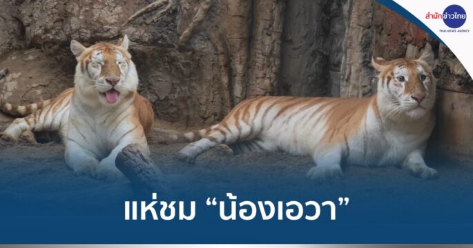 น้องเอวา