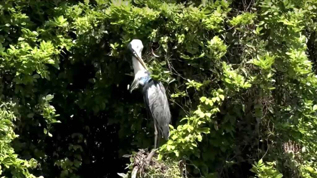 heron which had plastic cup attached to its throat