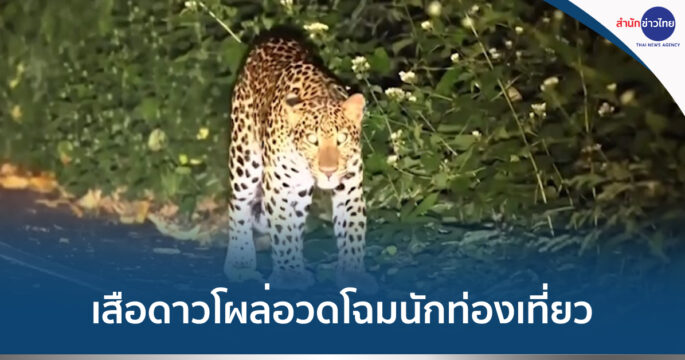 เสือดาวแก่งกระจาน