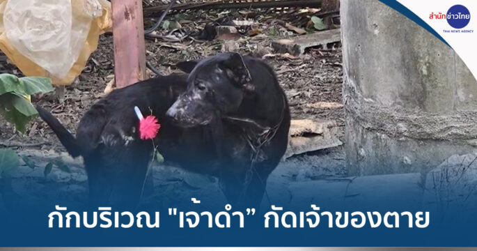 หมากัดเจ้าของตาย