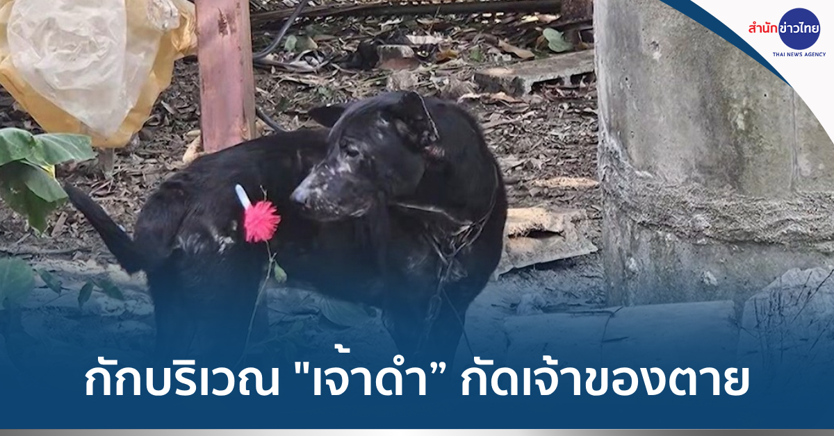 หมากัดเจ้าของตาย