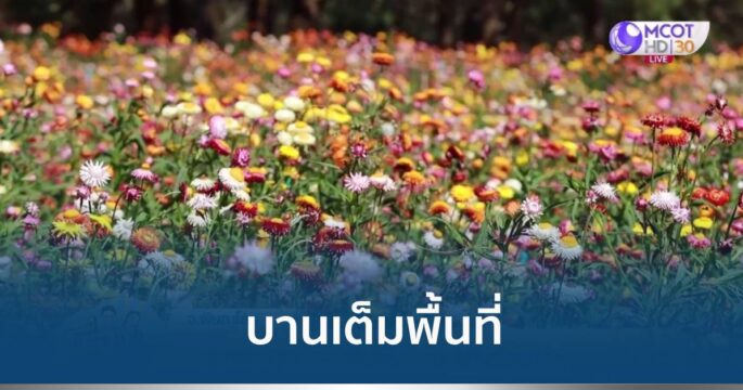 ดอกกระดาษ