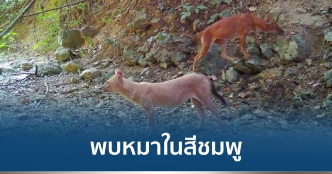 หมาในสีชมพู