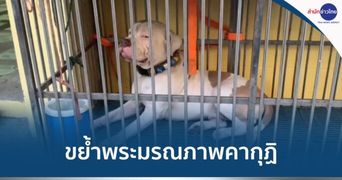 พิตบูลขย้ำหัวพระ