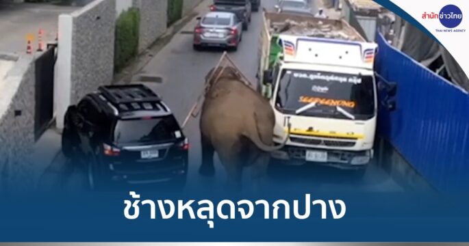 ช้างหลุดเดินถนน