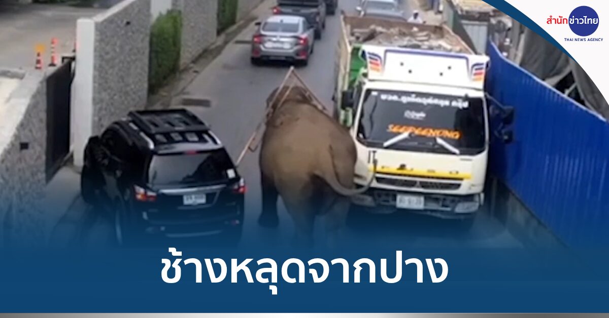 ช้างหลุดเดินถนน