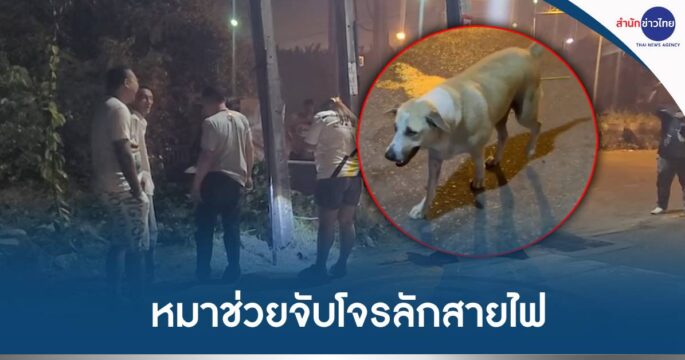 หมาช่วยจับโจร