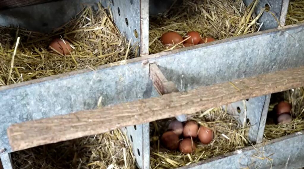 eggs laid in chicken farm