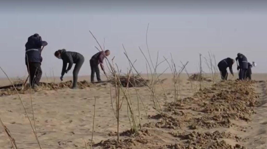 locals planting roses to halt the encroachment of the Taklimakan Desert