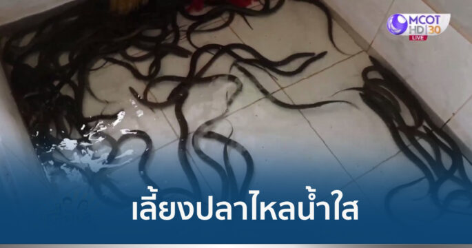 เลี้ยงปลาไหล