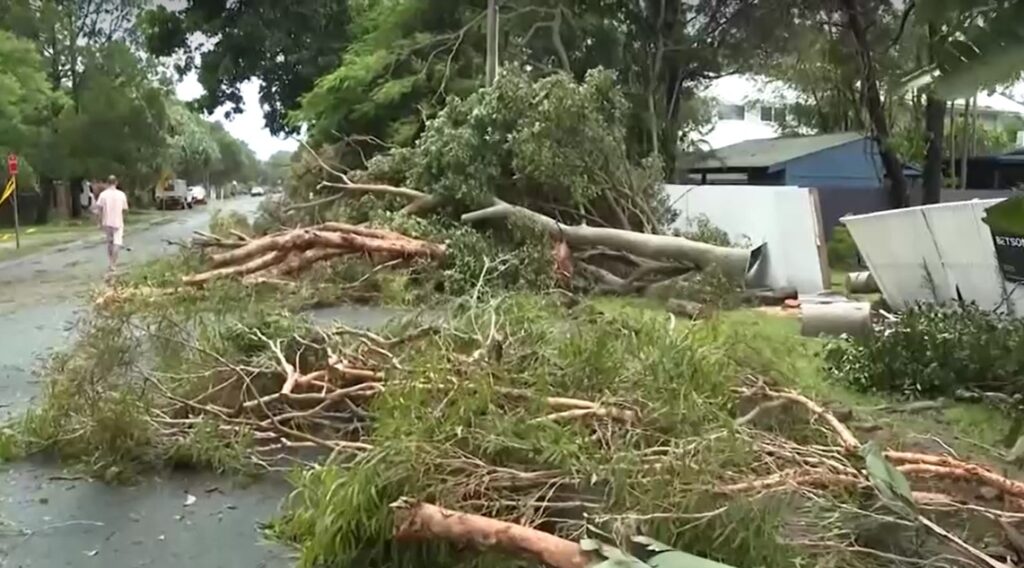 down trees from ex-Cyclone Alfred