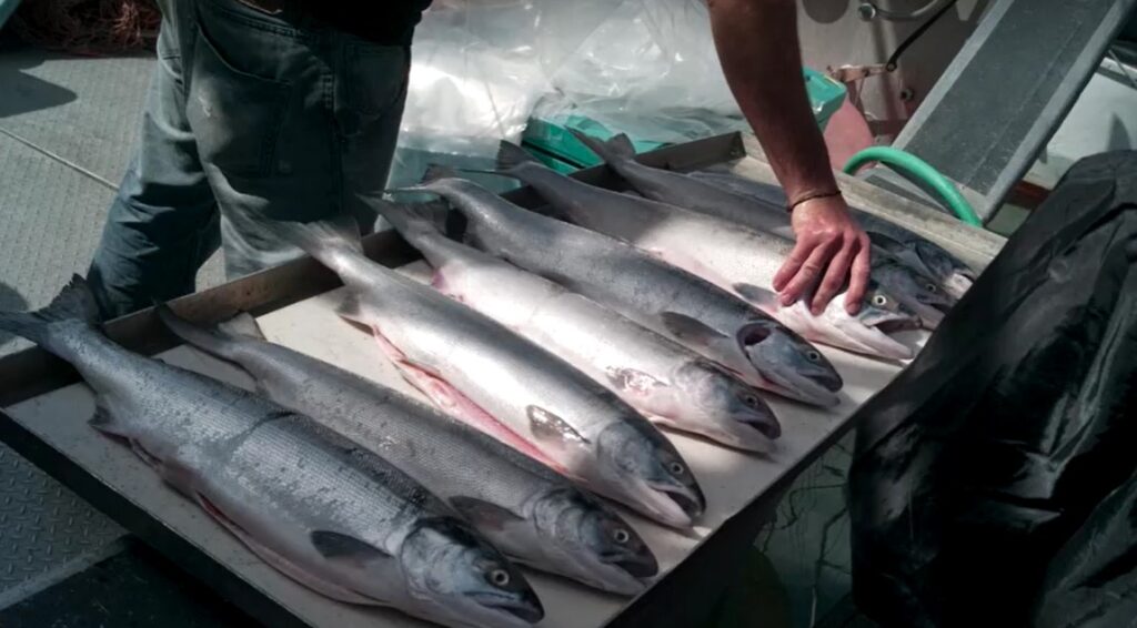 salmons sold in Canada