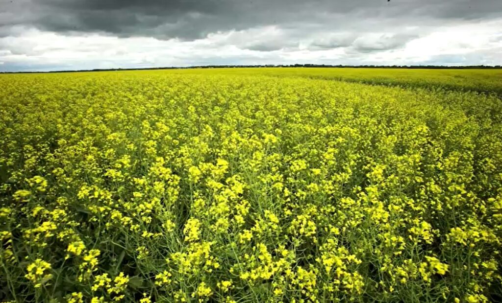 canola field in Canada