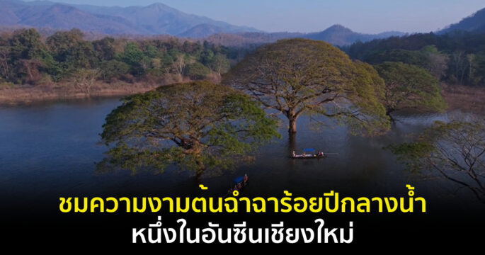 ต้นฉำฉากลางน้ำ