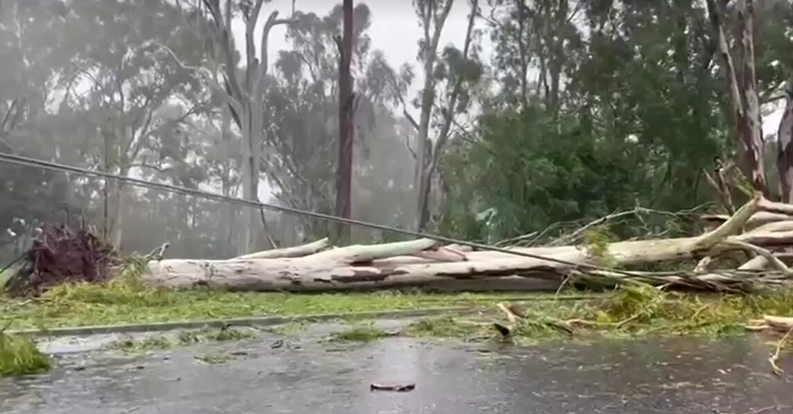 power line downed by fallen trees in Australia