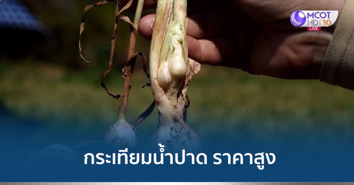 กระเทียมน้ำปาด