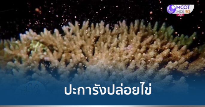 ปะการังปล่อยไข่