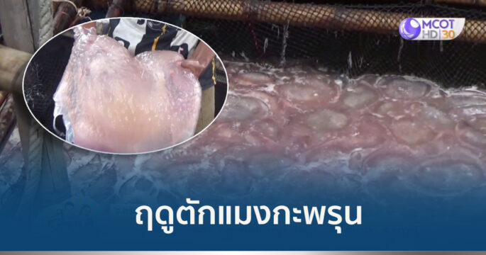 ตักแมงกะพรุน