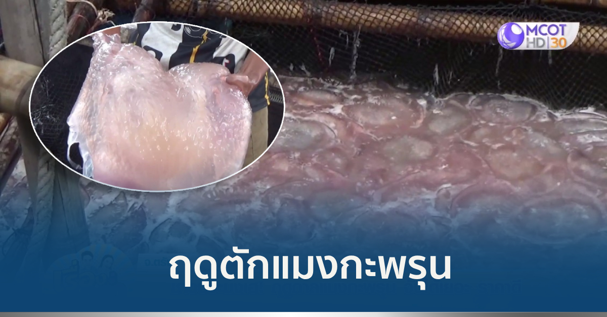 ตักแมงกะพรุน