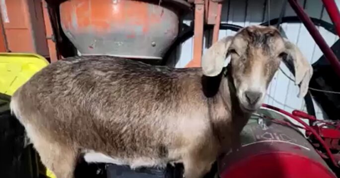 Runaway goat on US highway