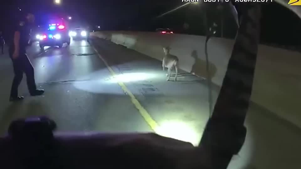 Bodycam shows police chasing runaway goat on US highway