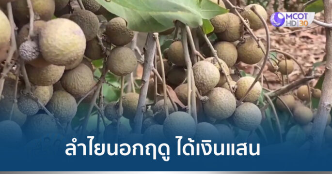 ลำไยนอกฤดู