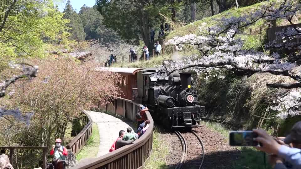 Hop on! Taiwanese enjoy cherry blossom views onboard old steam train