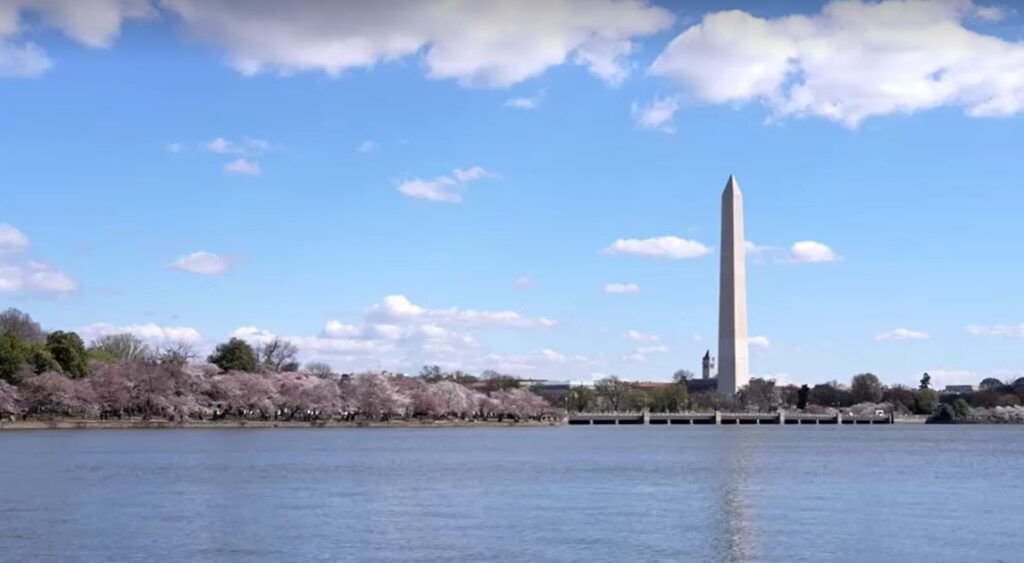 Crowds flock to Washington's cherry blossoms ahead of peak bloom