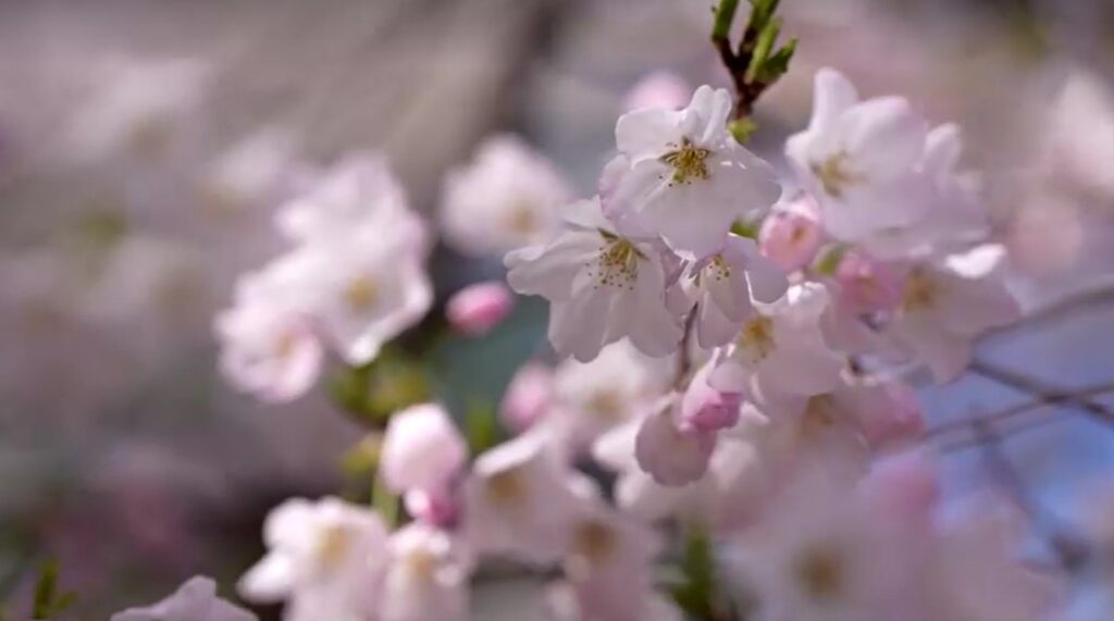 cherry blossoms