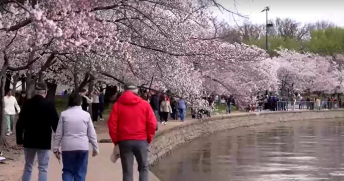 Crowds flock to Washington's cherry blossoms ahead of peak bloom