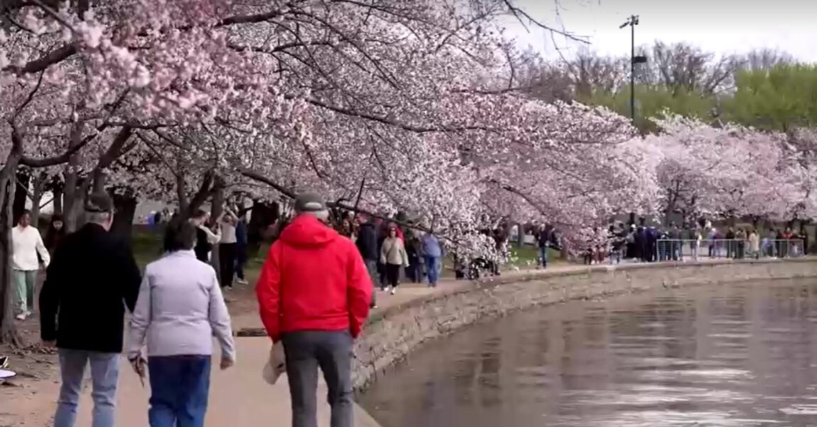 Crowds flock to Washington's cherry blossoms ahead of peak bloom
