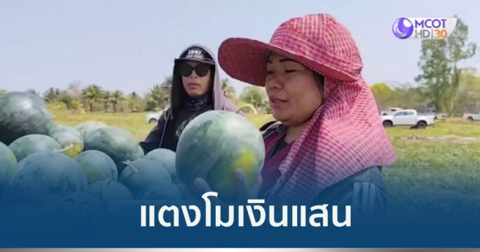 ปลูกแตงโม