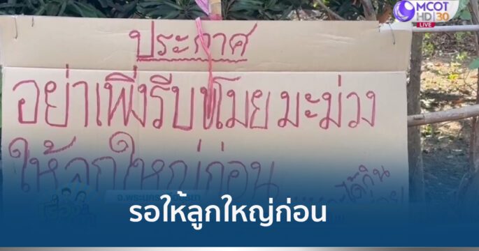 ขโมยมะม่วง