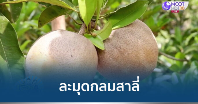 ละมุดกลมสาลี่