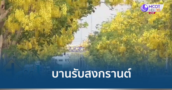 ดอกคูณบาน